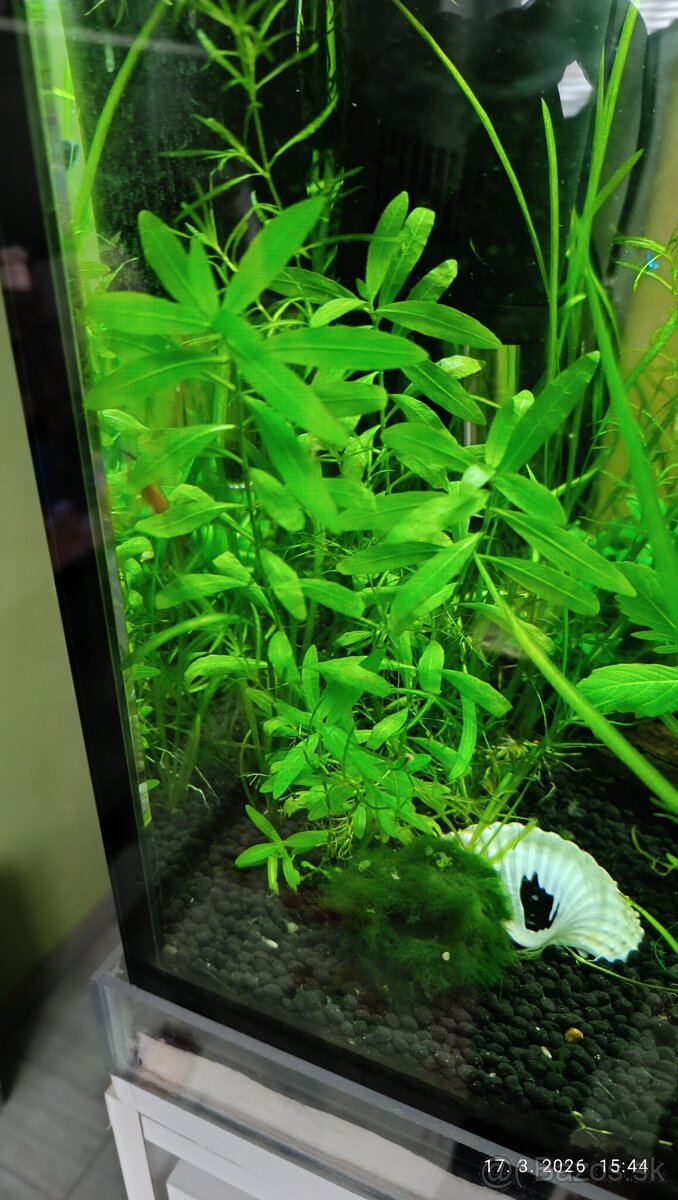 Rastliny do akvária - 3