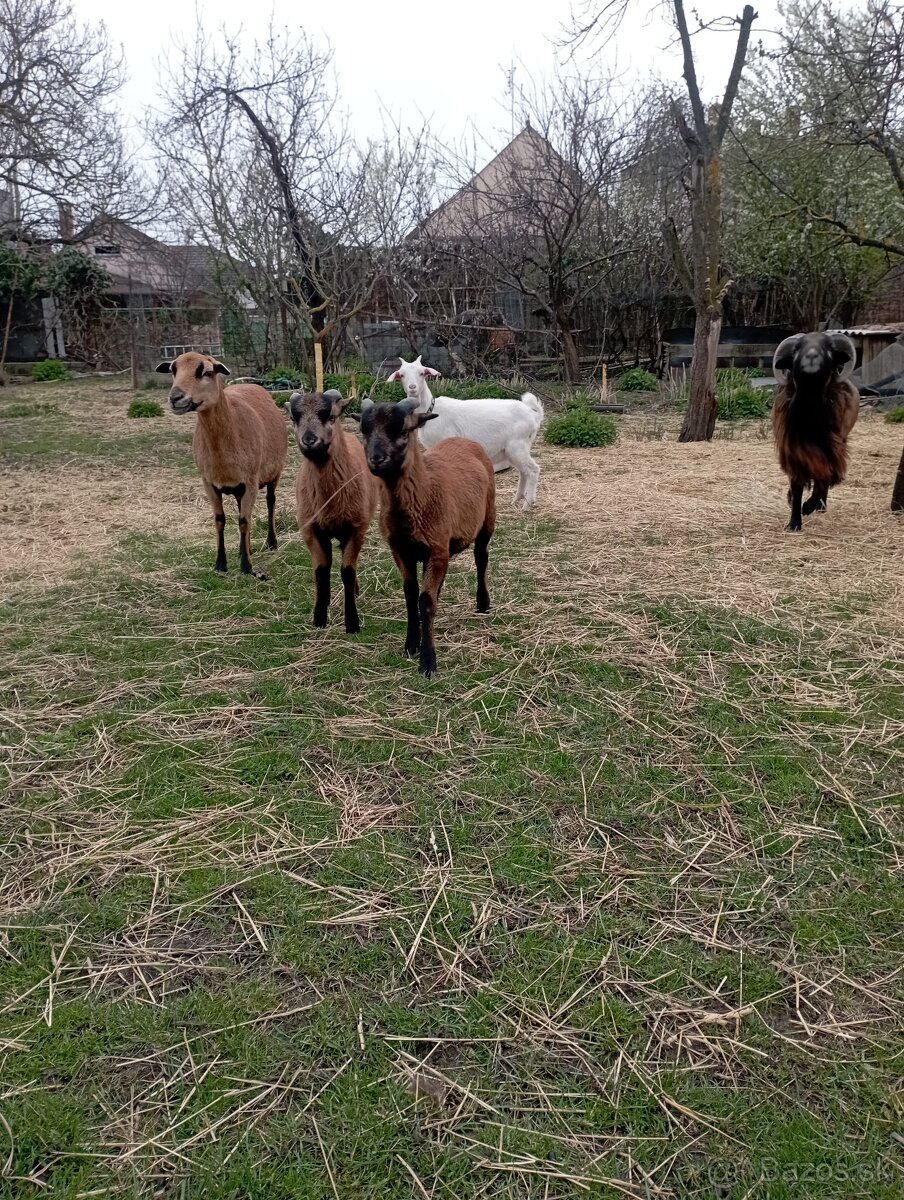 Kamerunské ovce - 3