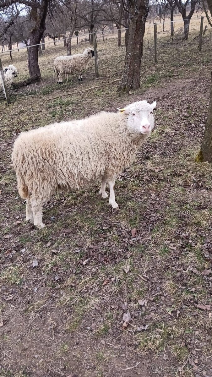 Ovce, zošľachtená valaška - 3