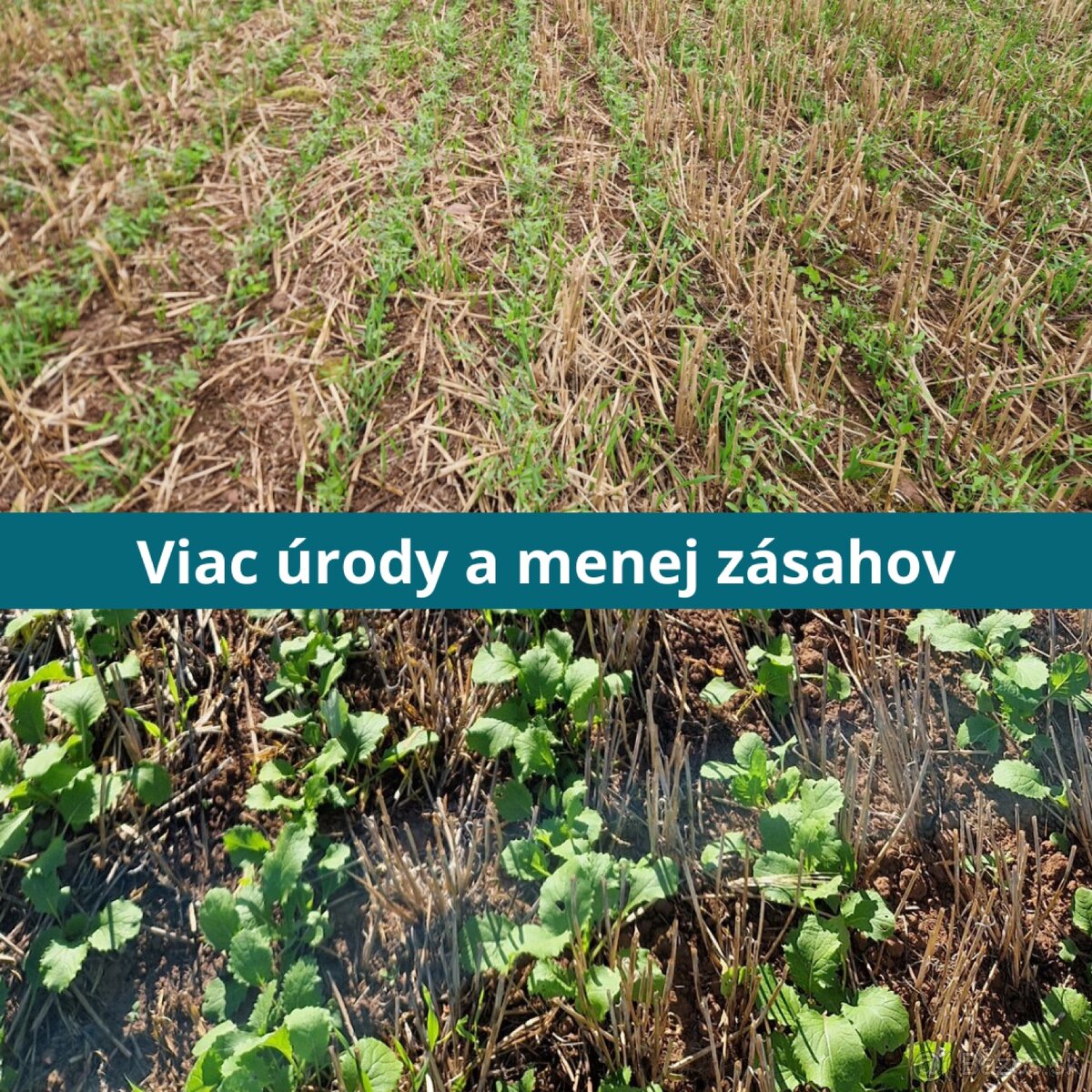 Sejací stroj na priamu sejbu, sejačka, no-till - 3