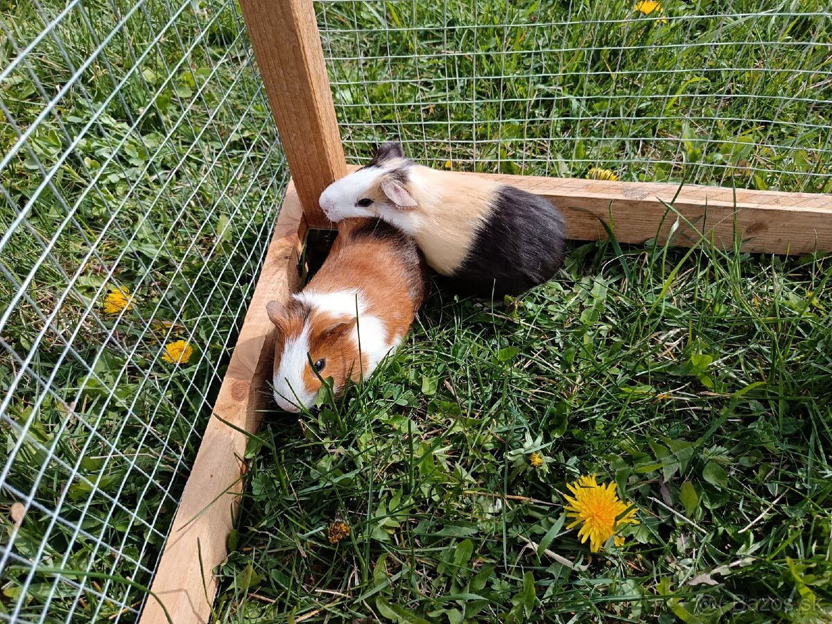 Predám morčatá - 3