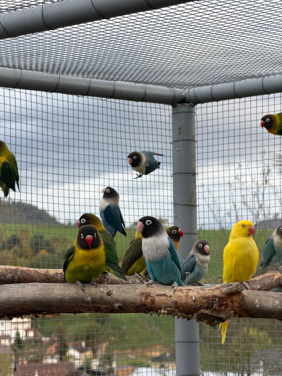 Agapornis škraboškový - 3