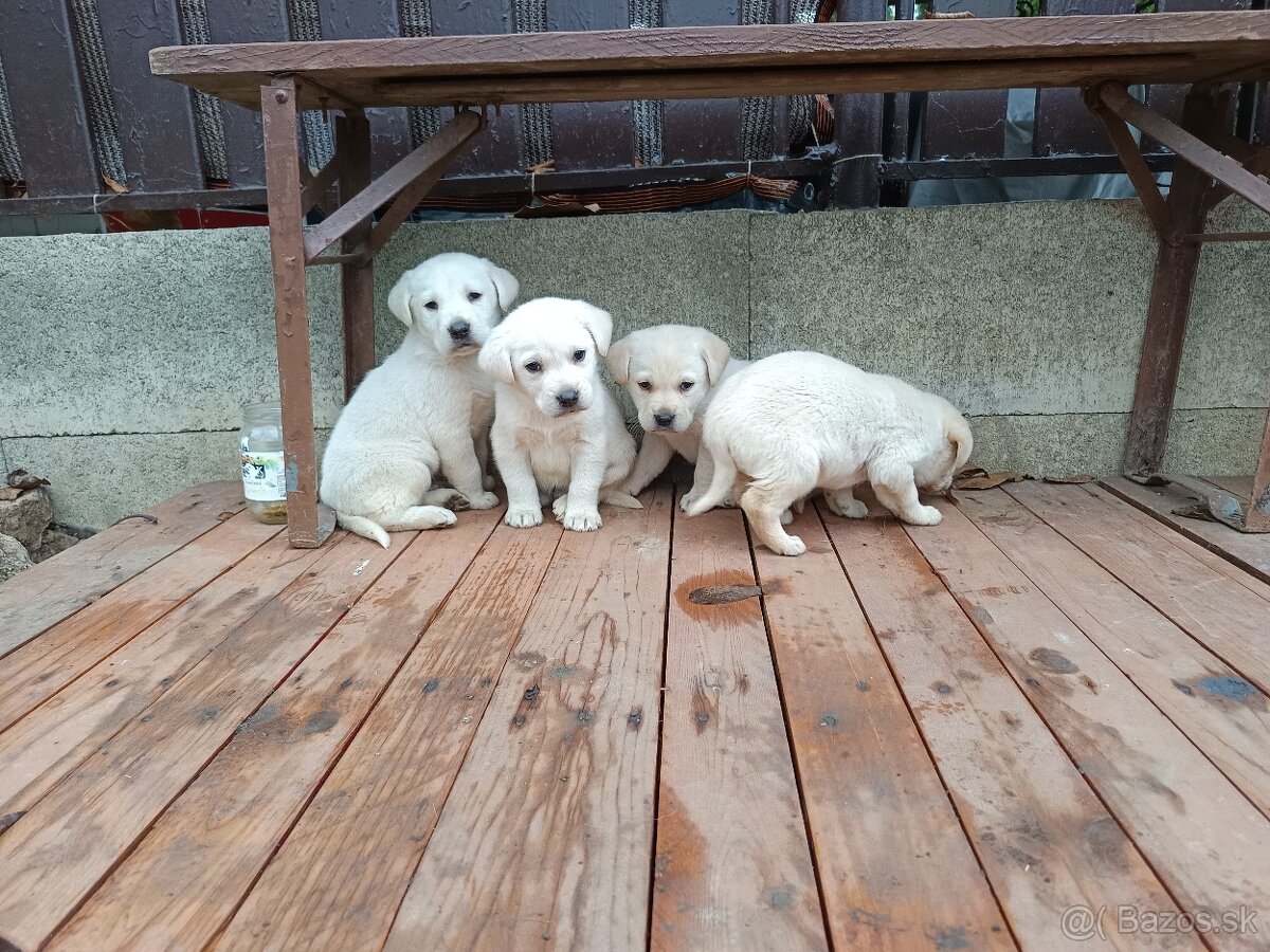 Labradorsky retriever - 3