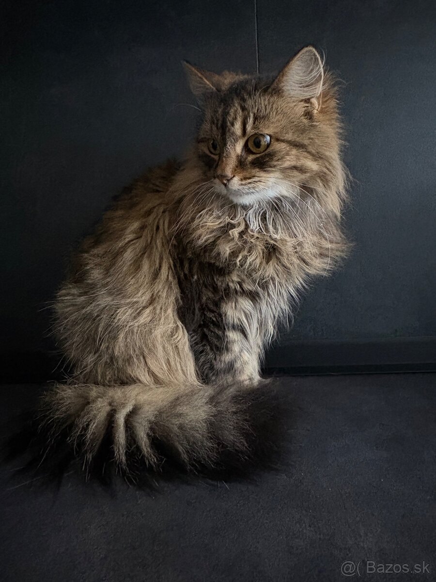 Perzské mačičky - 3