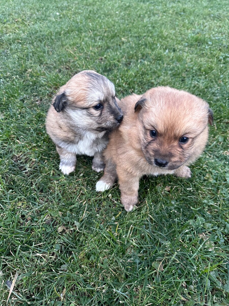 Darujem šteniatka - 3