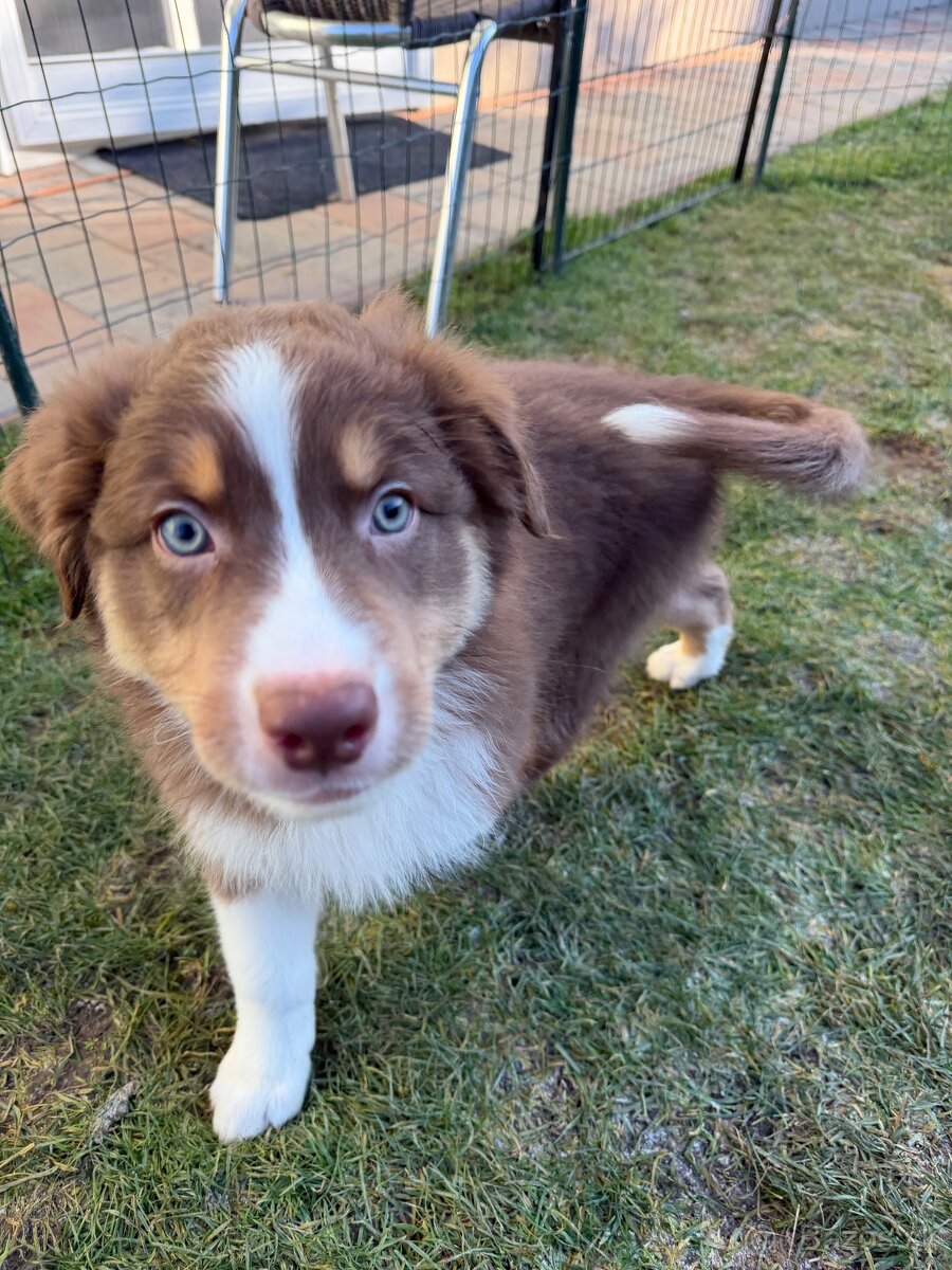 Australsky ovciak s PP - 3