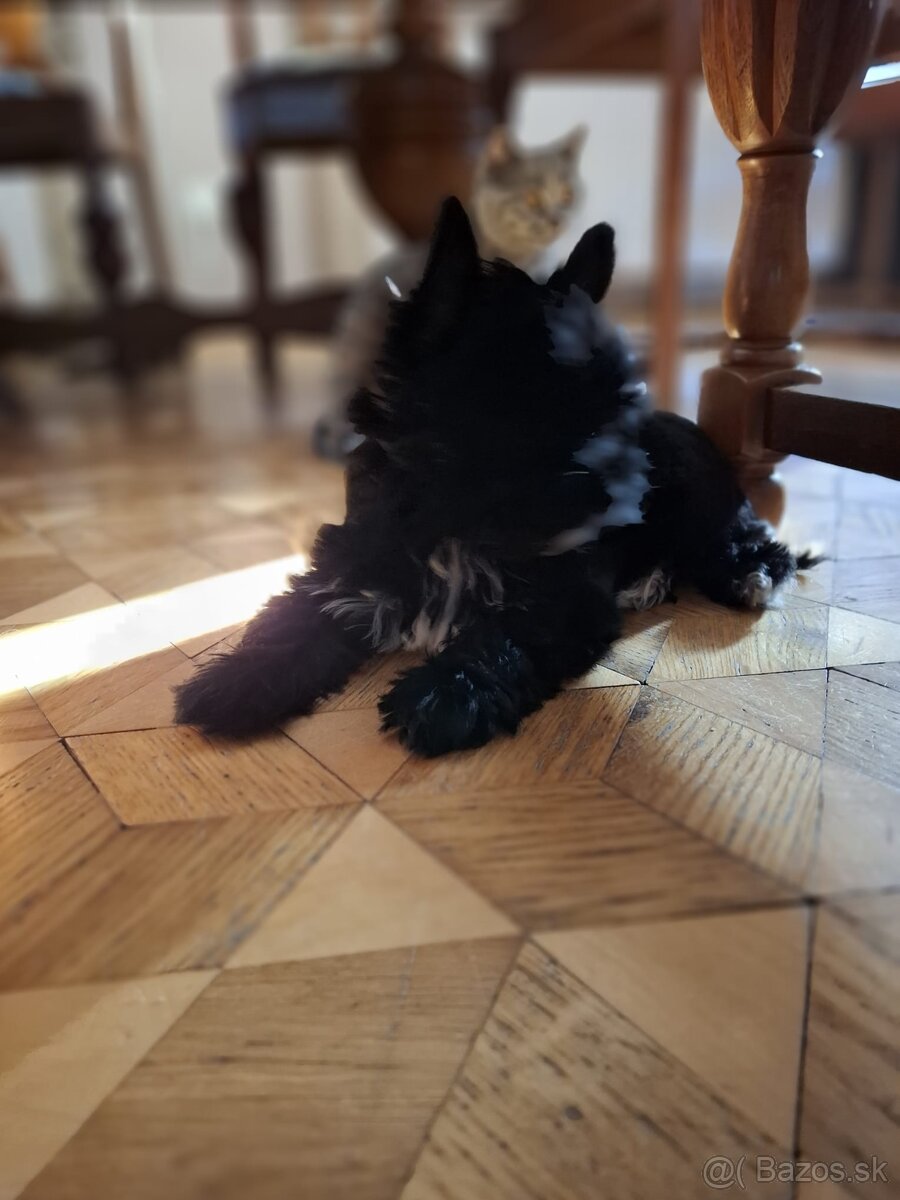 Yorkshirský teriér čierny xs - 3