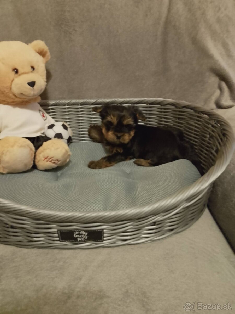 Yorkshirsky terier - 3