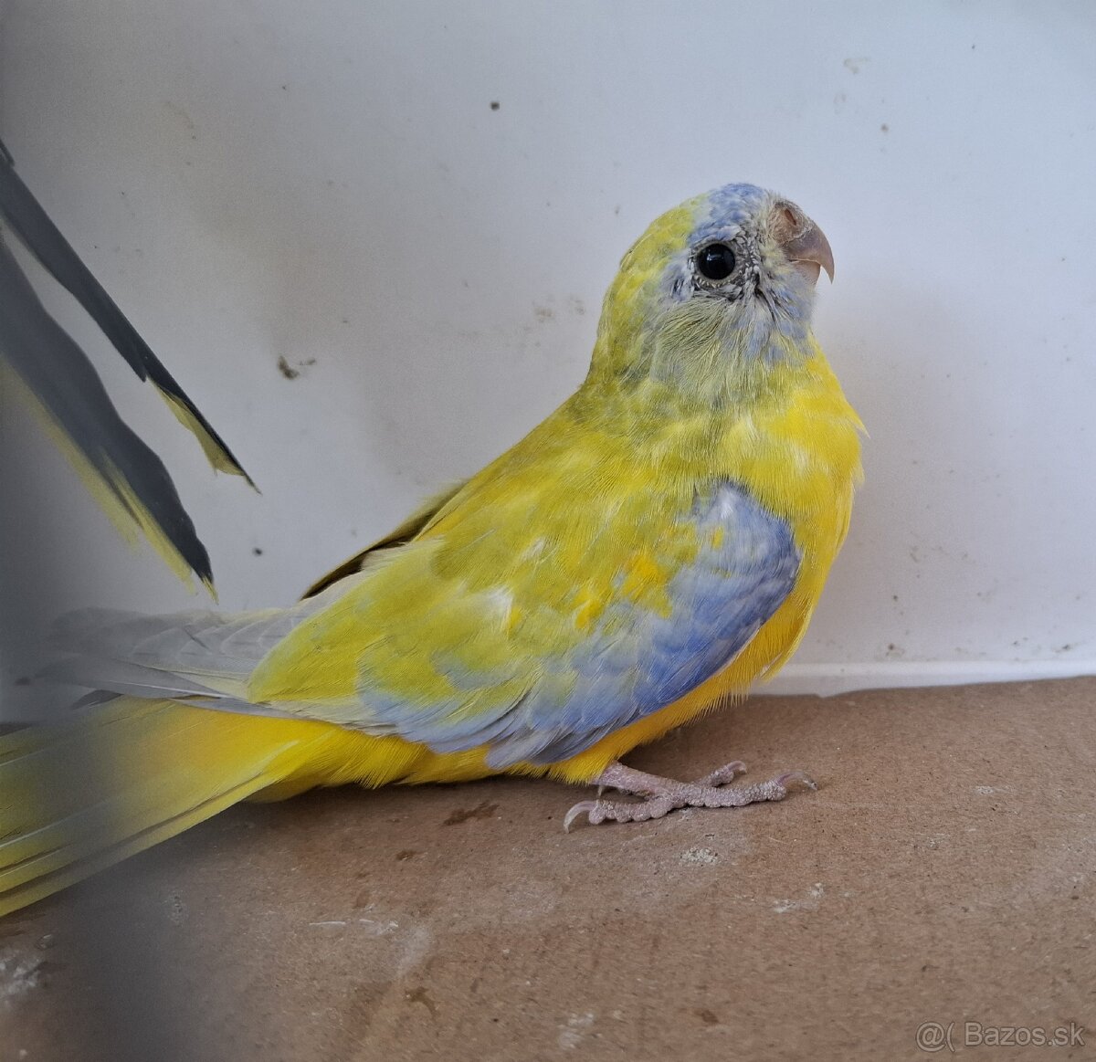 Neoféma tyrkysová žltobruchá - 3