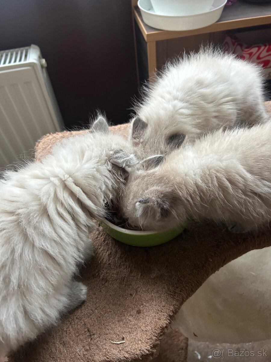 Predám mačiatka ragdoll - 3