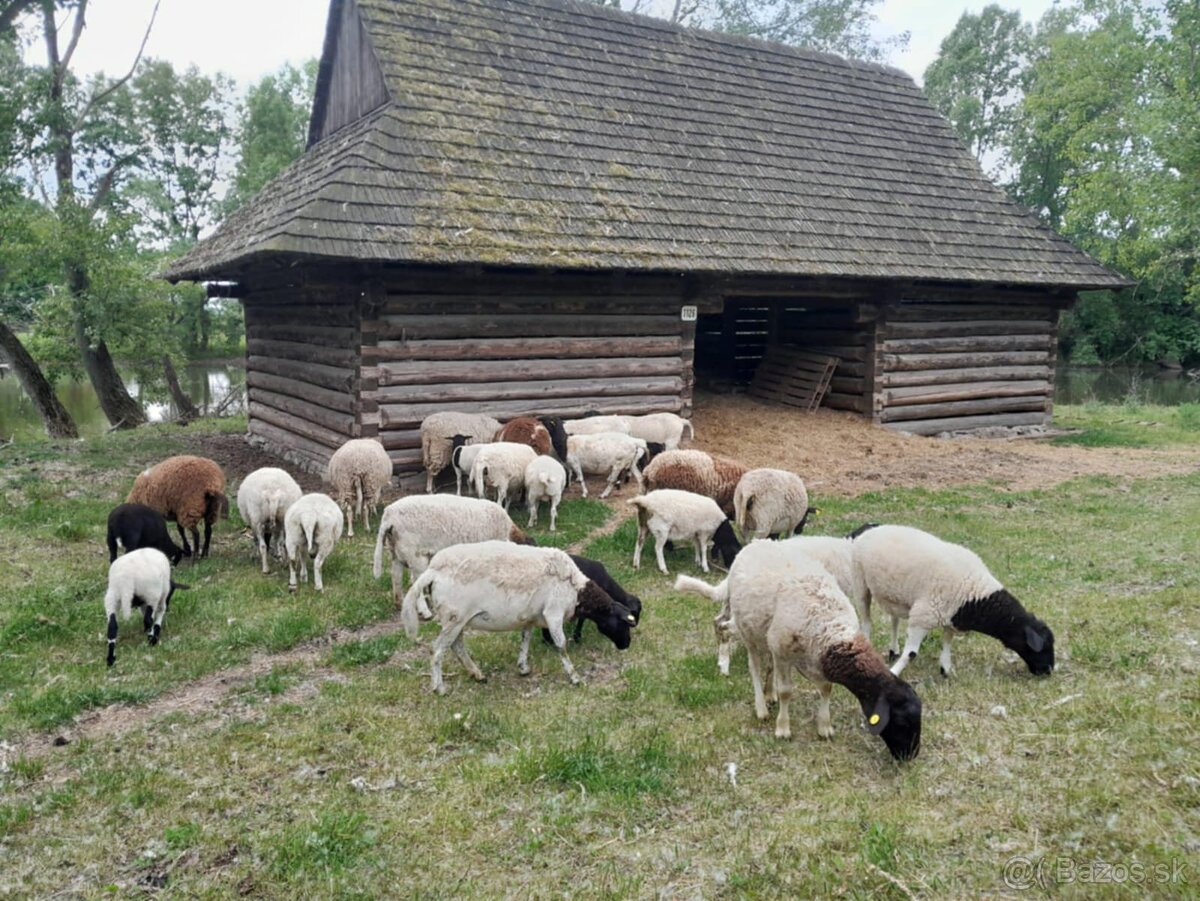 Ponúkam 5-mesačných barančekov Dorper - 3