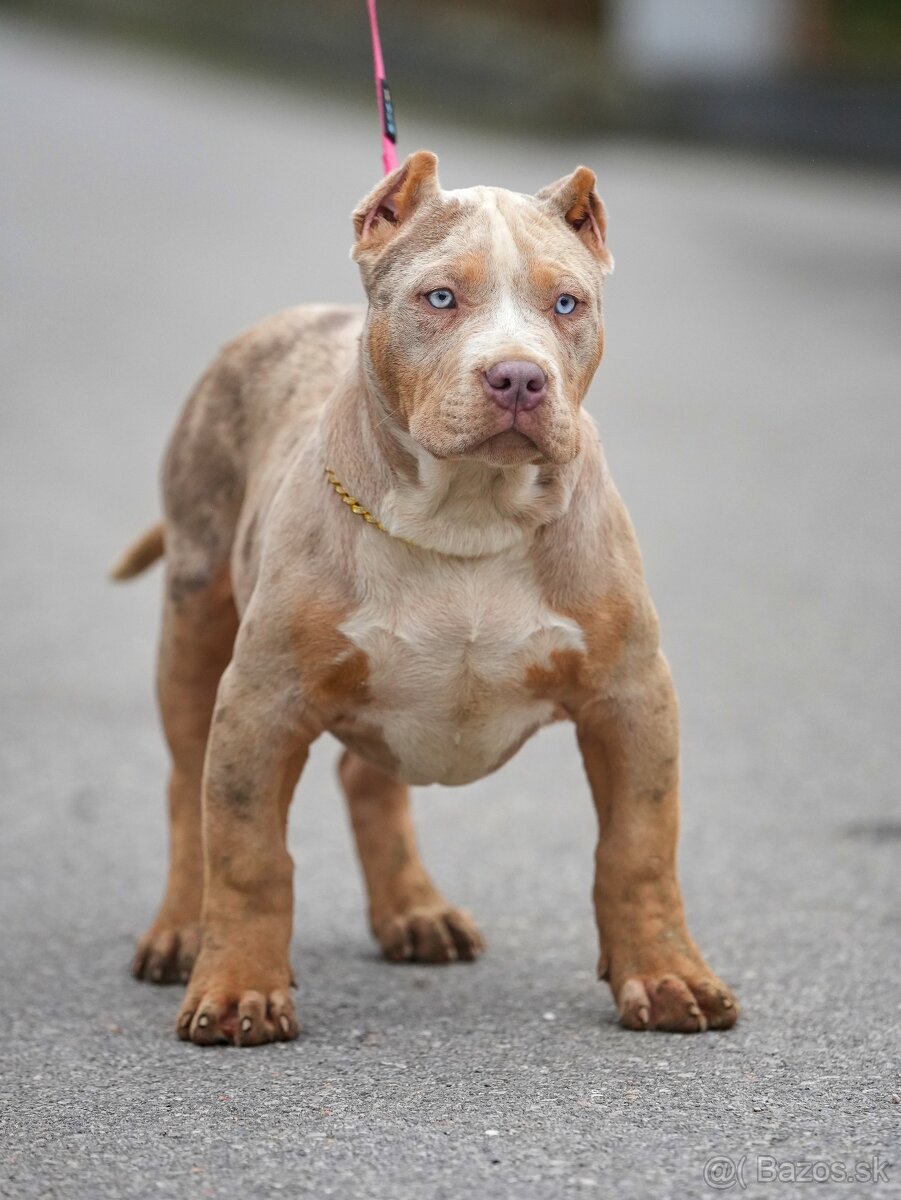 American Bully XL/XXL - 3