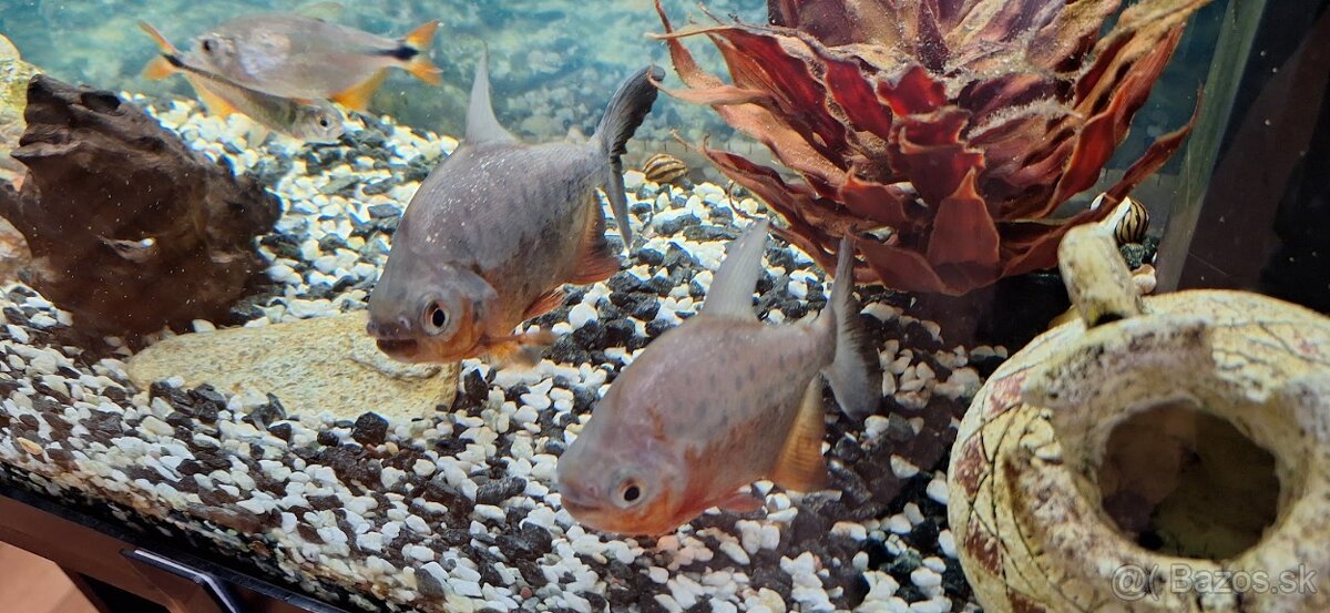 LED akvarijný set čierny 110 l s podstavcom - 3