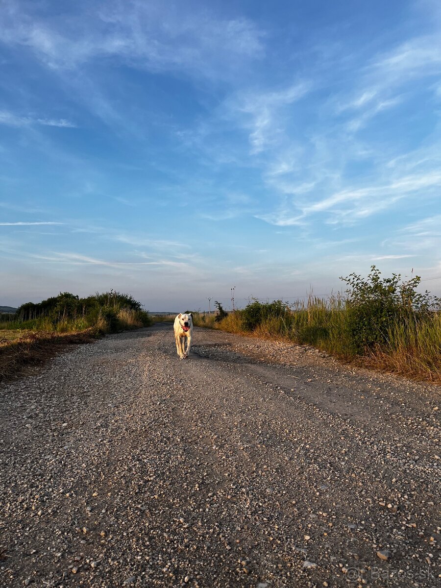Ponúkam na krytie. - 3