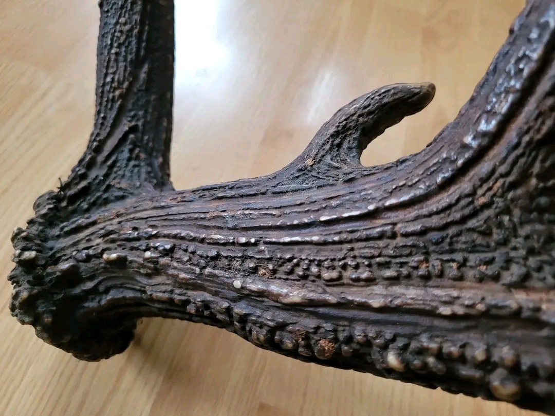 Zhody parohy jelenie - 3