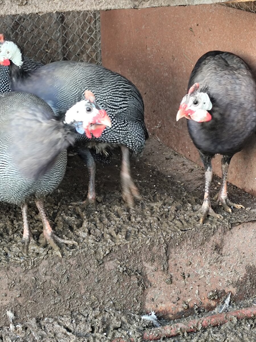 Predám 8 mesačné perličky - 3