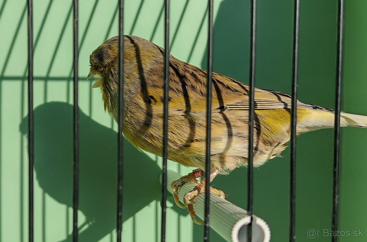 Kanárik gloster - 3