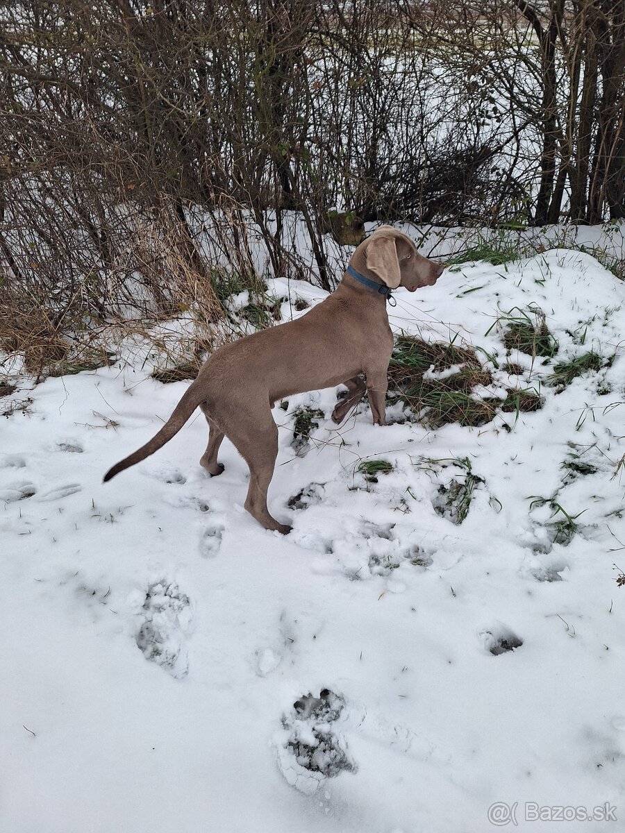 Weimarský stavač - 3