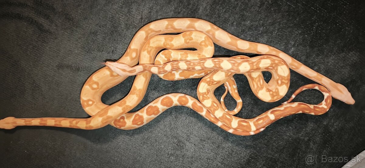 Velhad kralovsky sunglow - 3