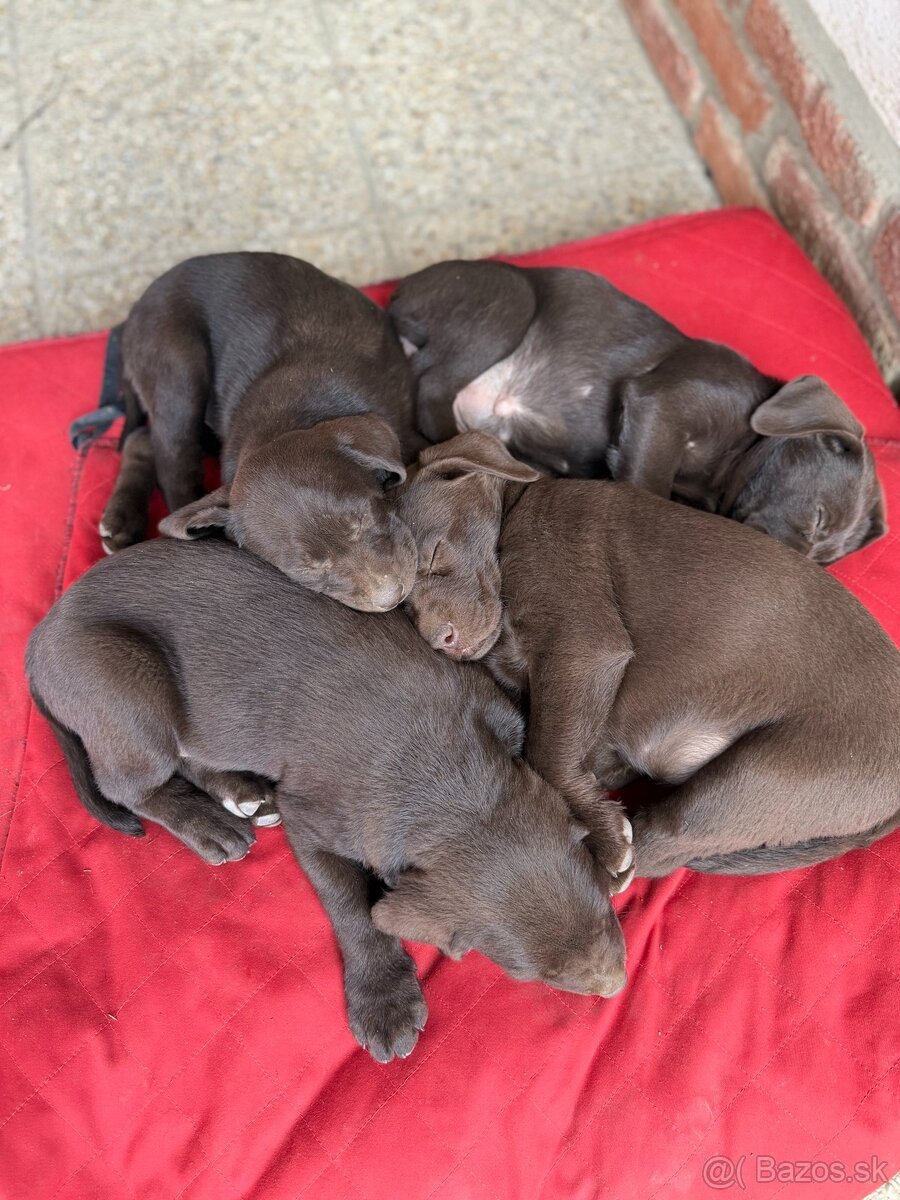 Labrador čokoládový - 3