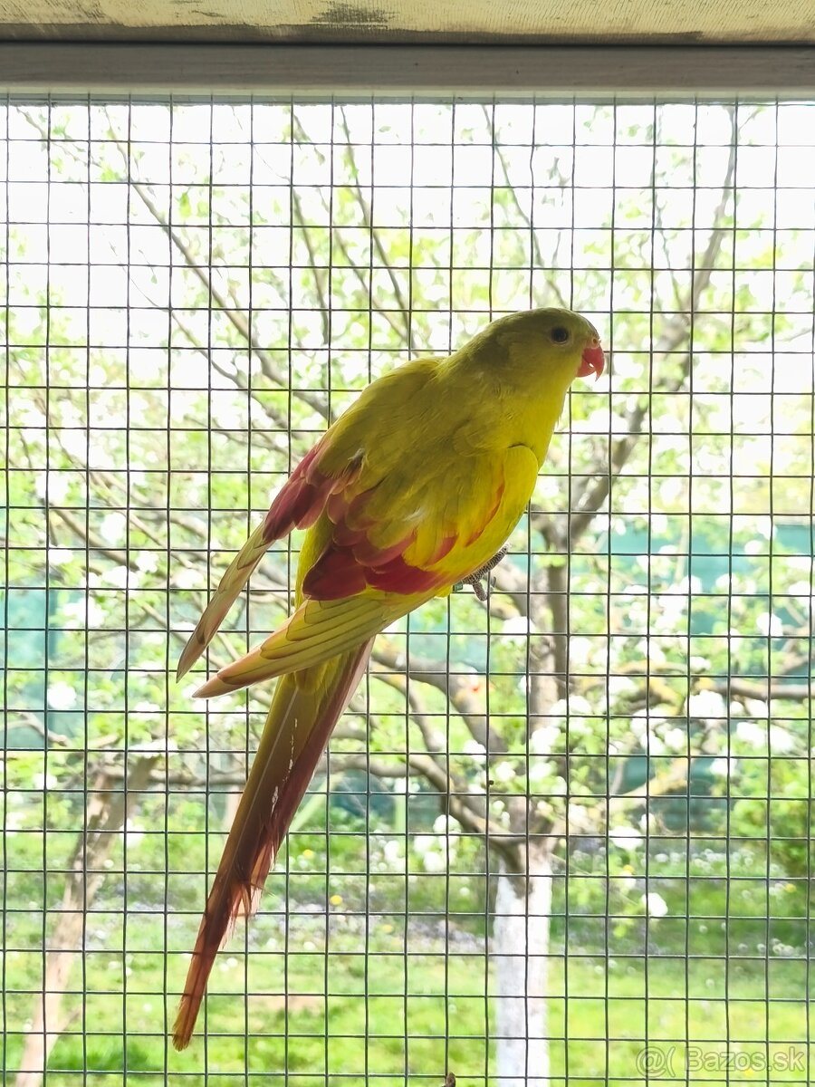 Papagáj horský - 3