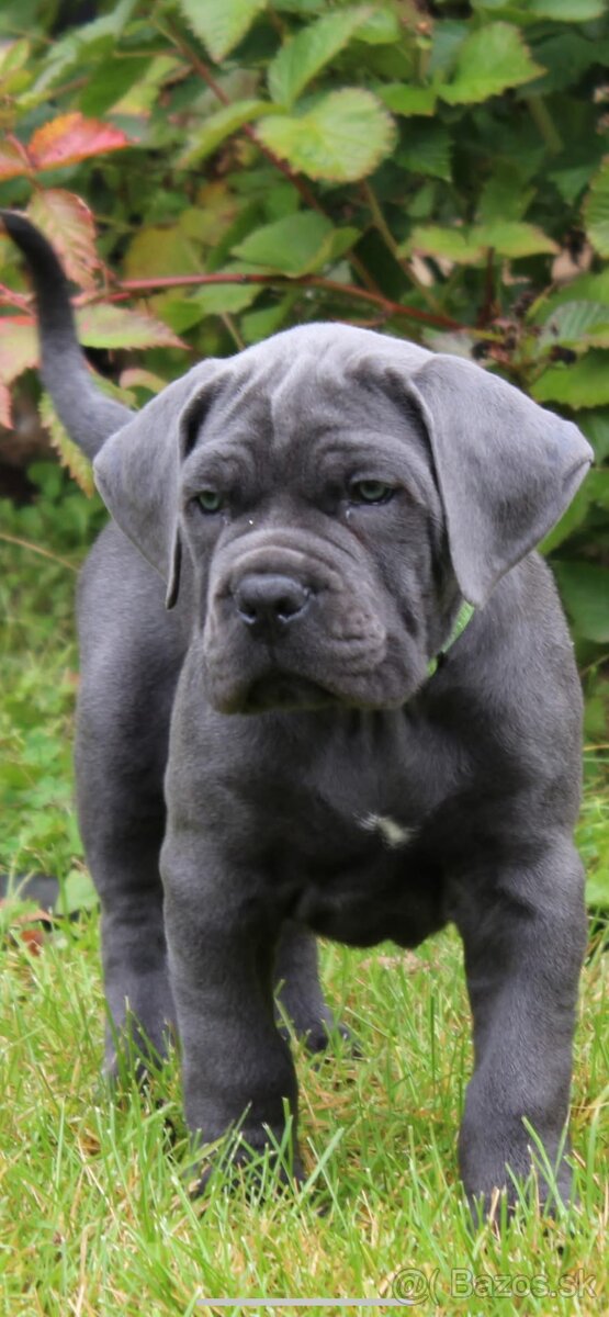 Cane corso s PP - 3