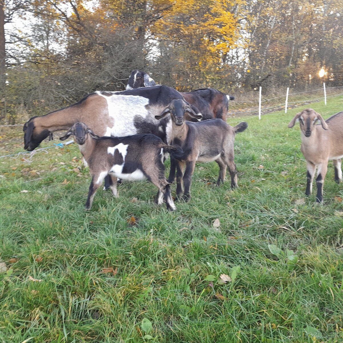 Podielova AN koza , capko - 3