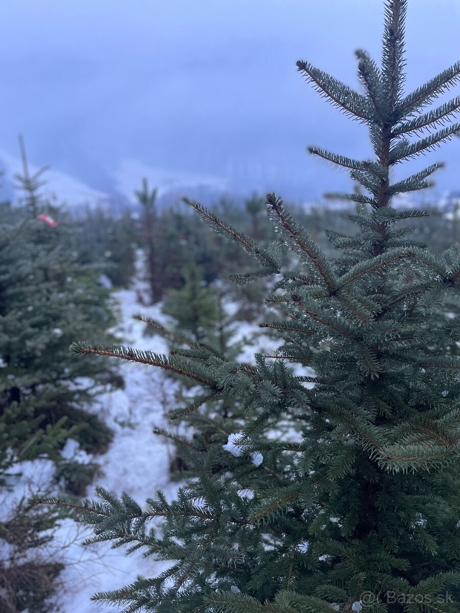 Predaj vianočných stromčekov - AKCIA Môžete si ho vyrezať - 3