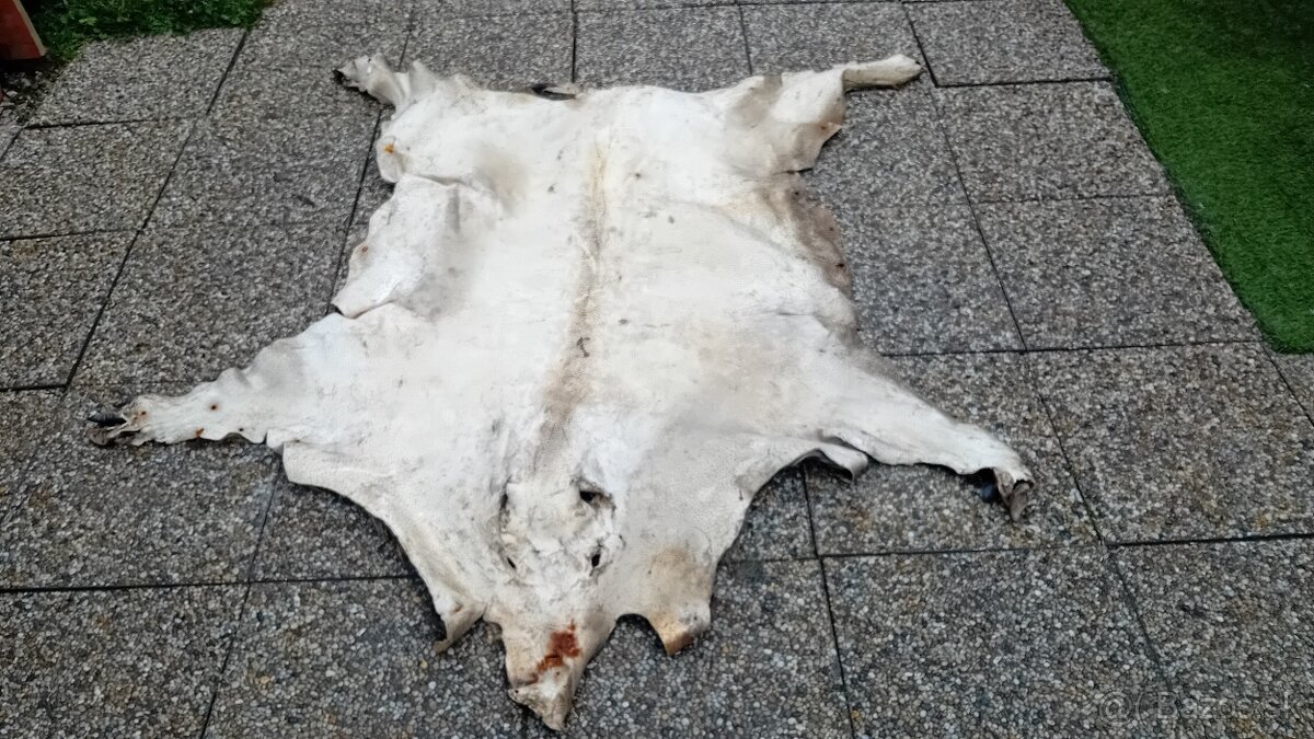 Trofeje, parohy, preparaty - 3