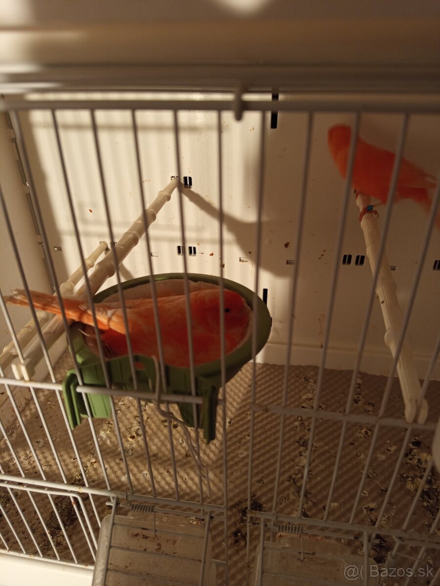 Kanárik, kanariky - 3