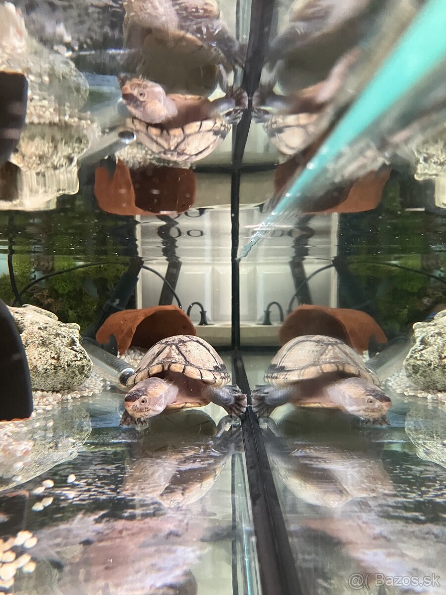 Klopavka bieloústá - vodná korytnačka - 3