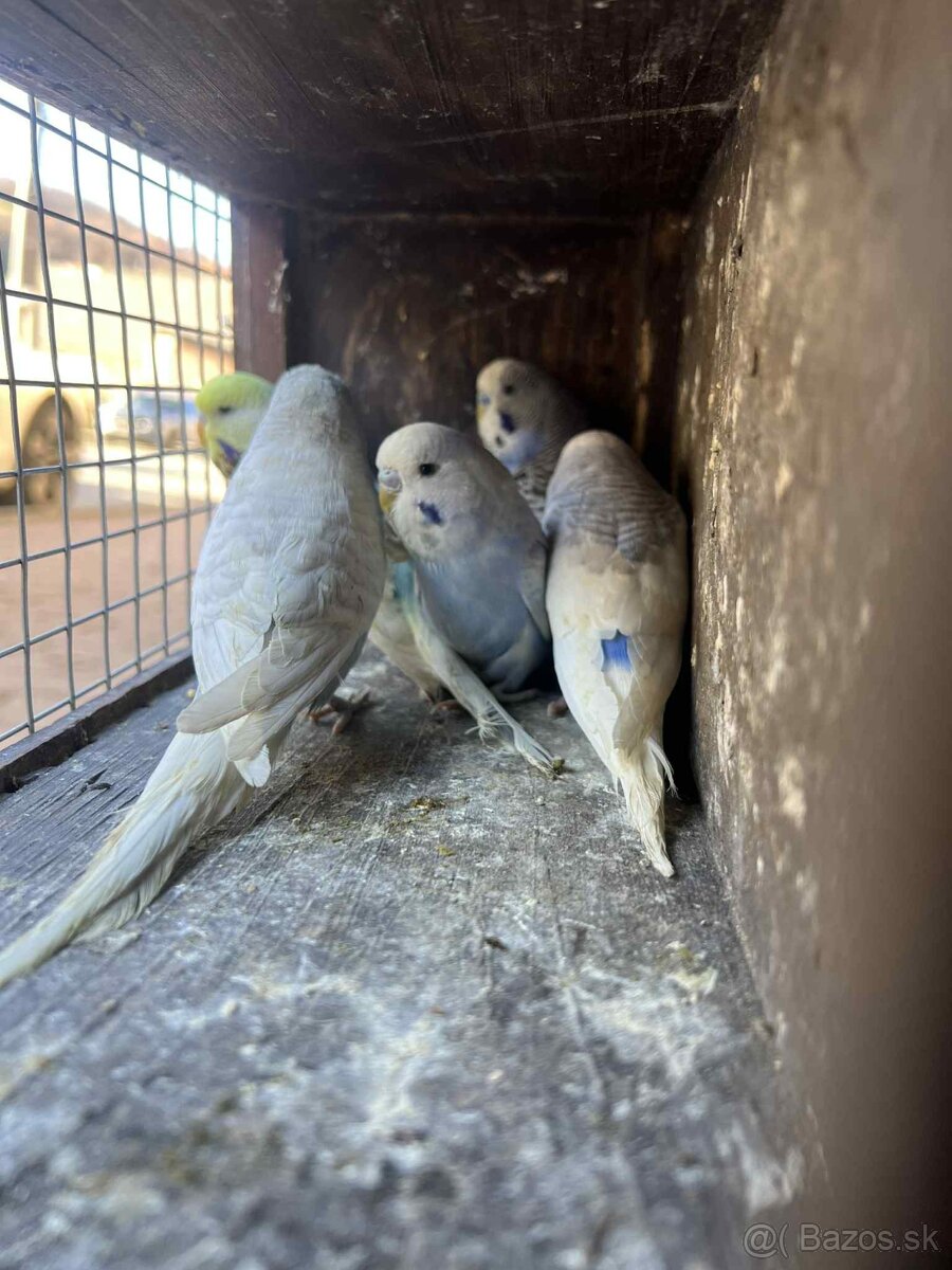 Andulky,zebricky,holubky diamantove - 3