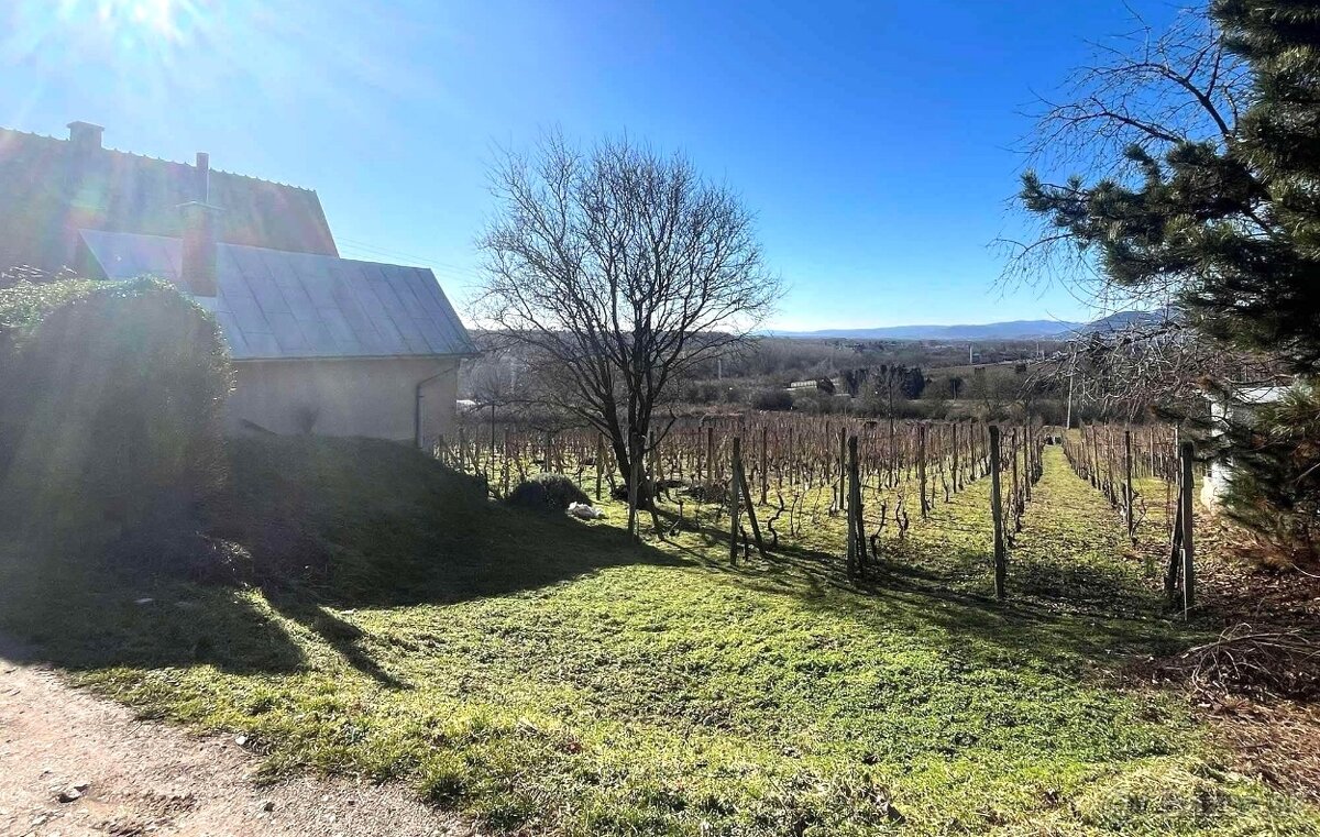 Vinohrad s chatou a 2 pivnicami v Tokajskej oblasti - 3