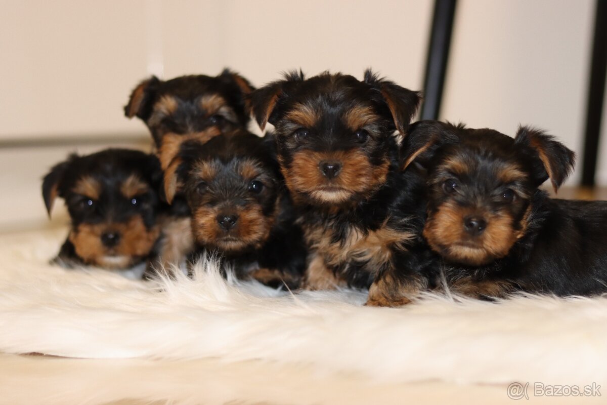 Yorkshirský teriér-York-Yorkshire-Rezervácia-do31.12 - 3