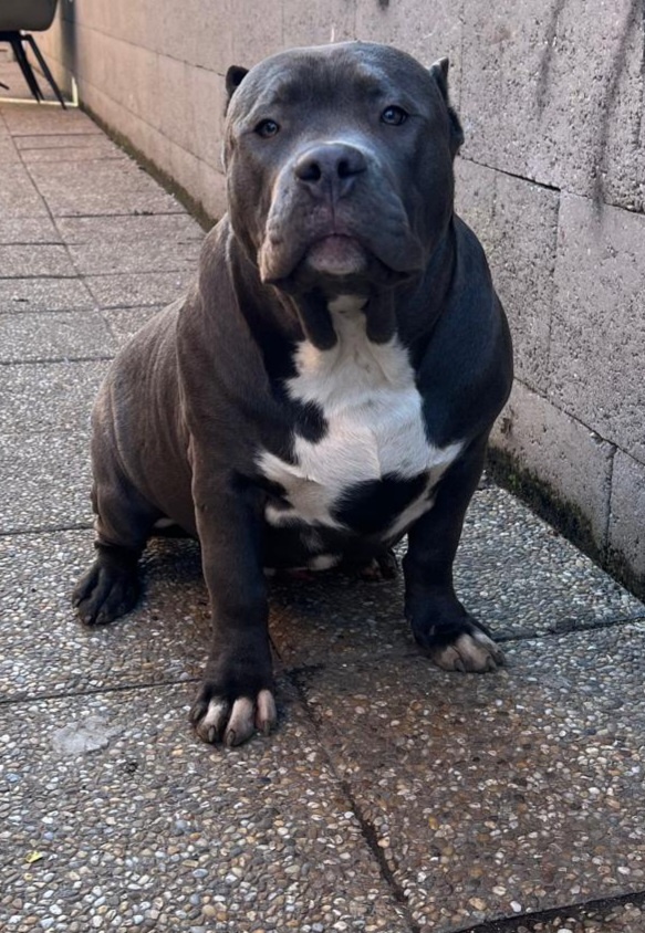 American Bully - 3