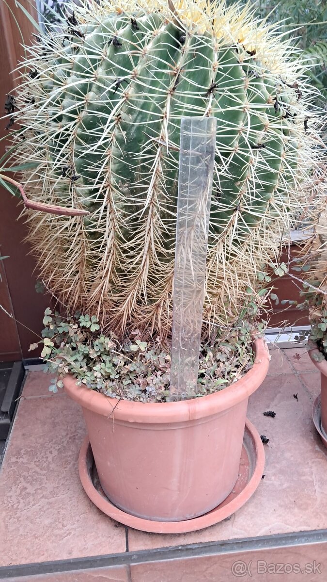 Kaktusy na predaj - 3