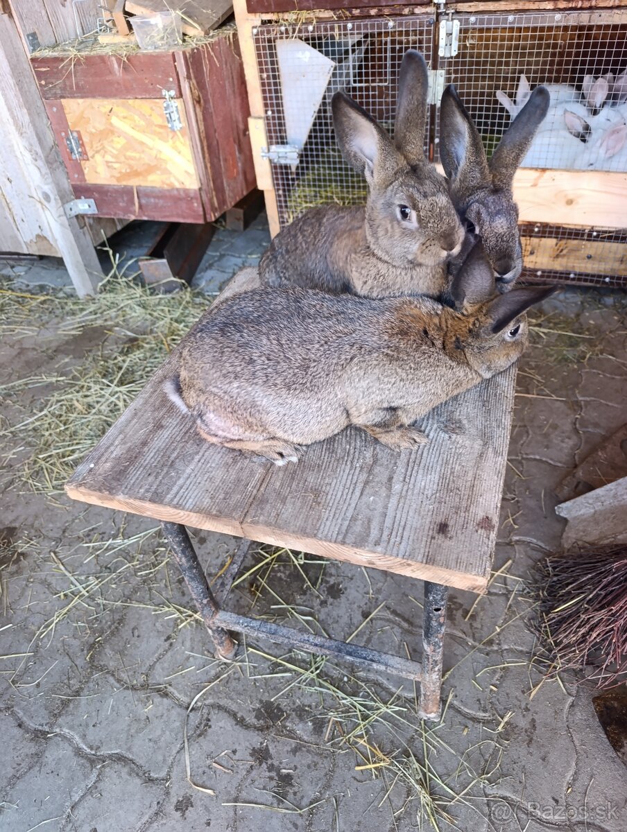 Predám králiky - 3