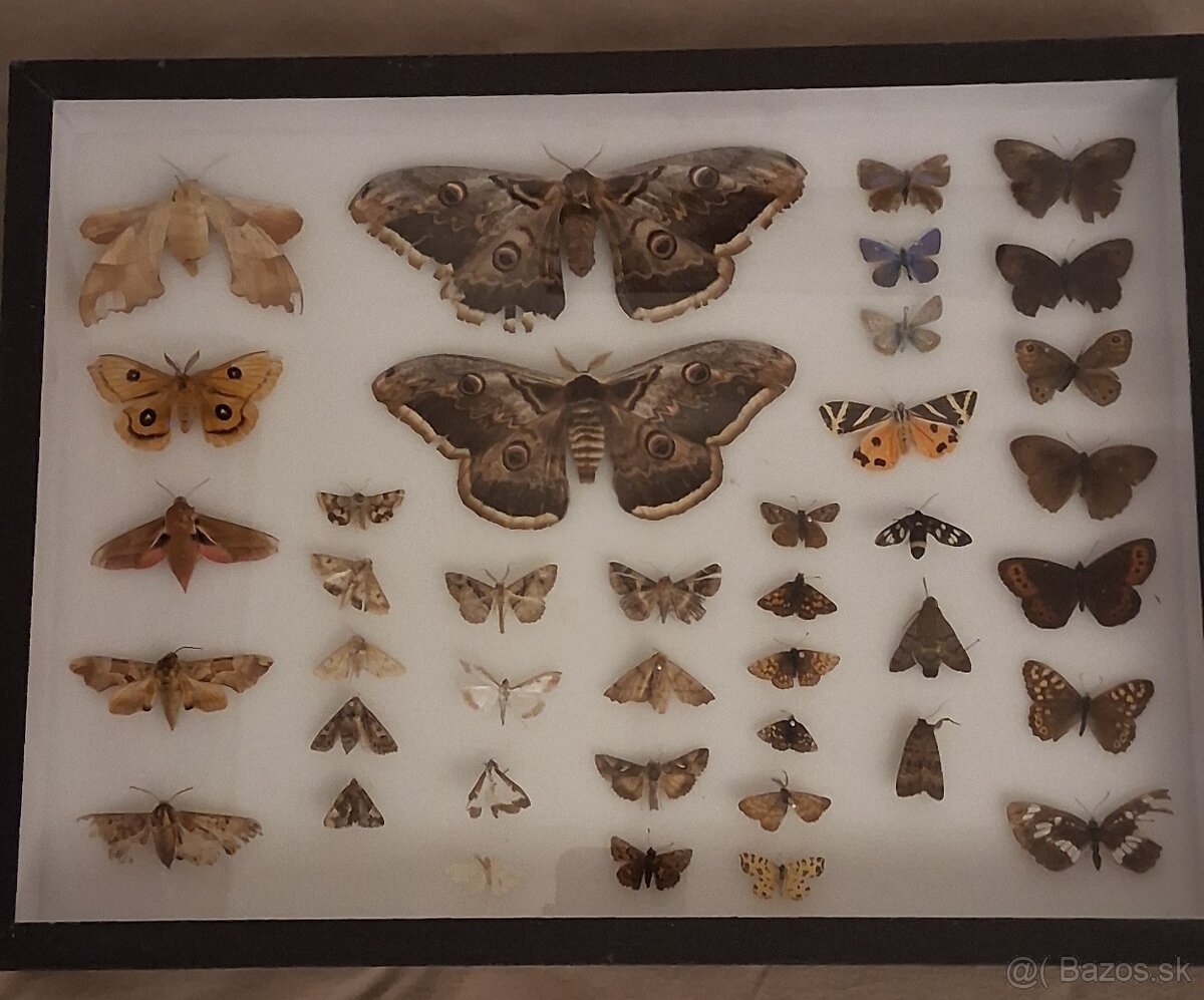 Zbierka motýľov a hmyzu - 3