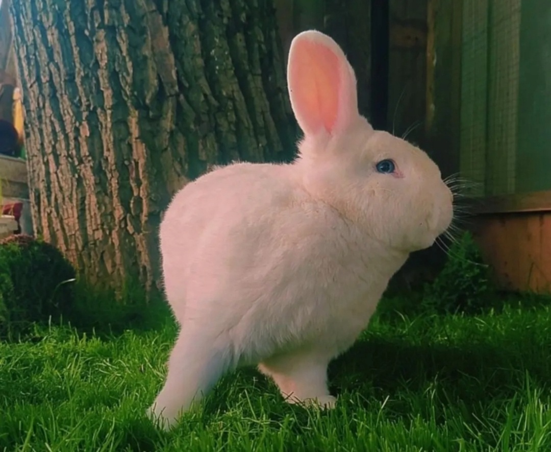 Viedenský biely, viedenský modrý, sallander - 3