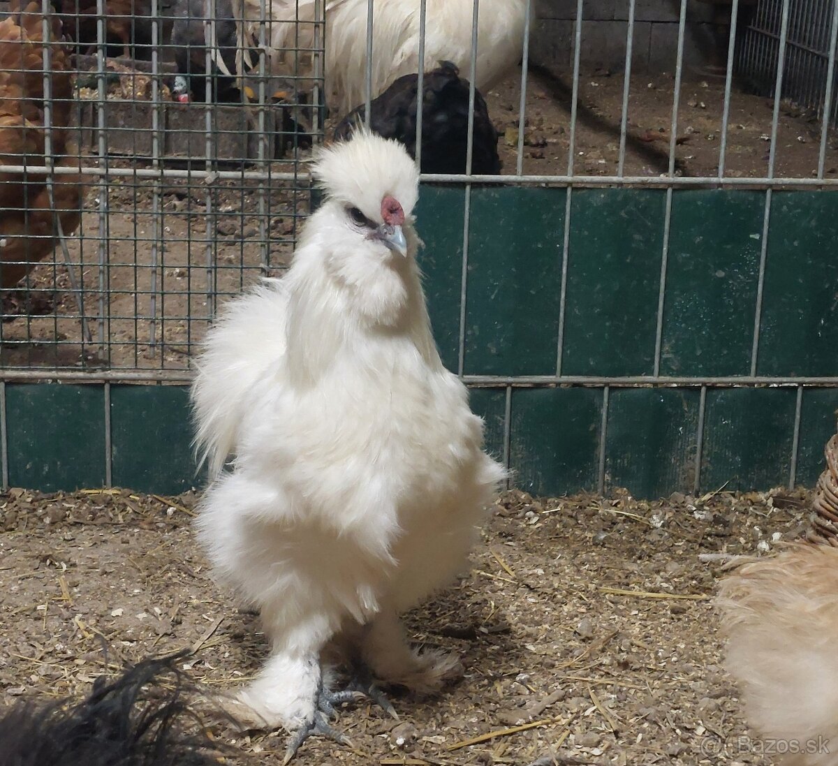 Hodvabnicka kohuty- 3 farby - 3