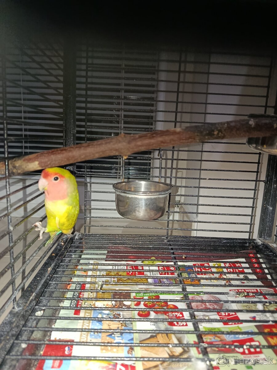 Agapornis ružovohrdlý 2025 - 3