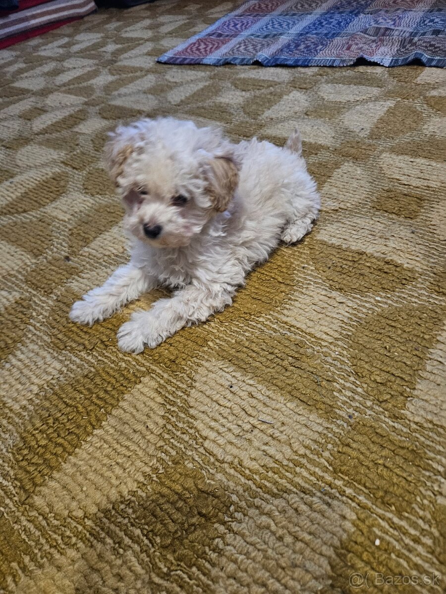 Pudel trpasličí - 3
