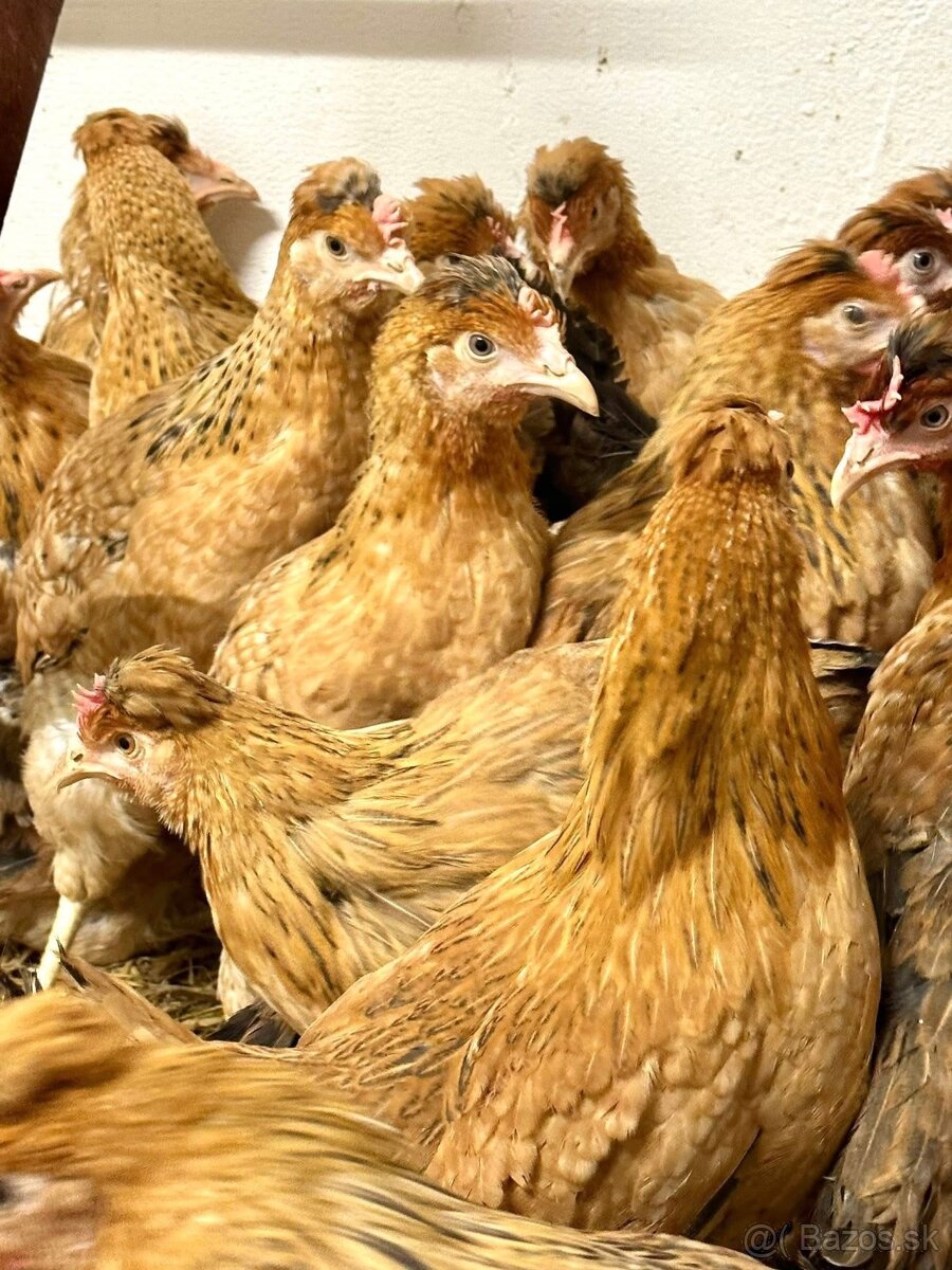 Mládky , Nosnice , Kurčatá - 3