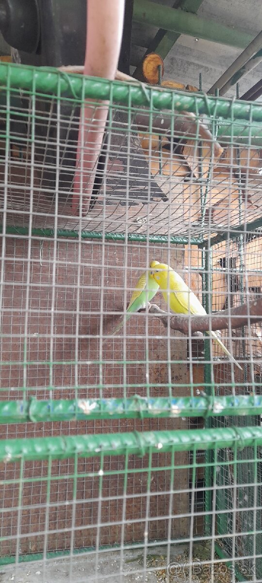 Predám mladé andulky - 3