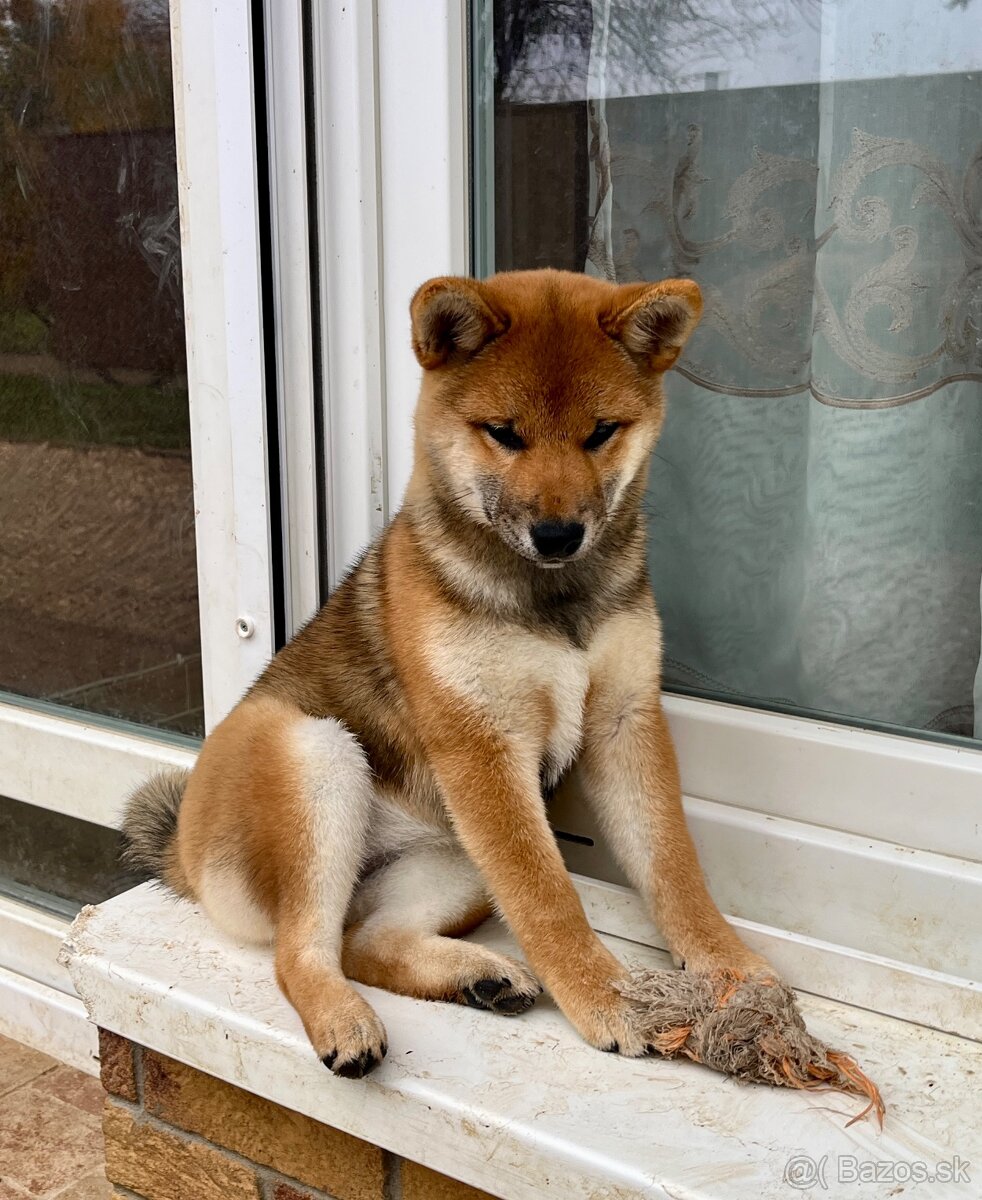 Shiba Inu fenka s PP. - 3