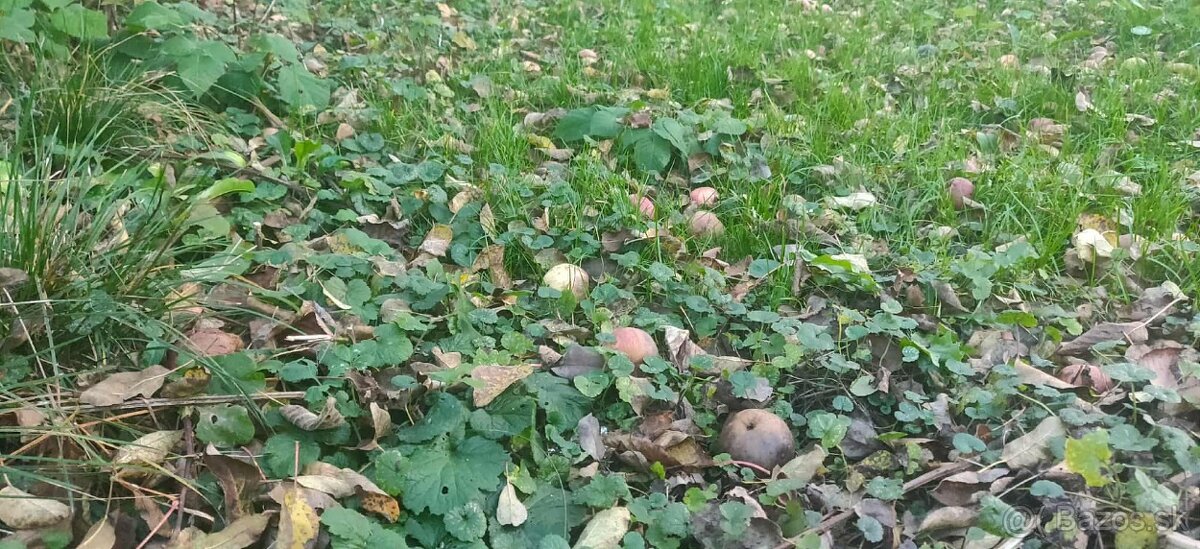 jablka samozber cadca - cerstvo napadane, mušt, liehovina - 3