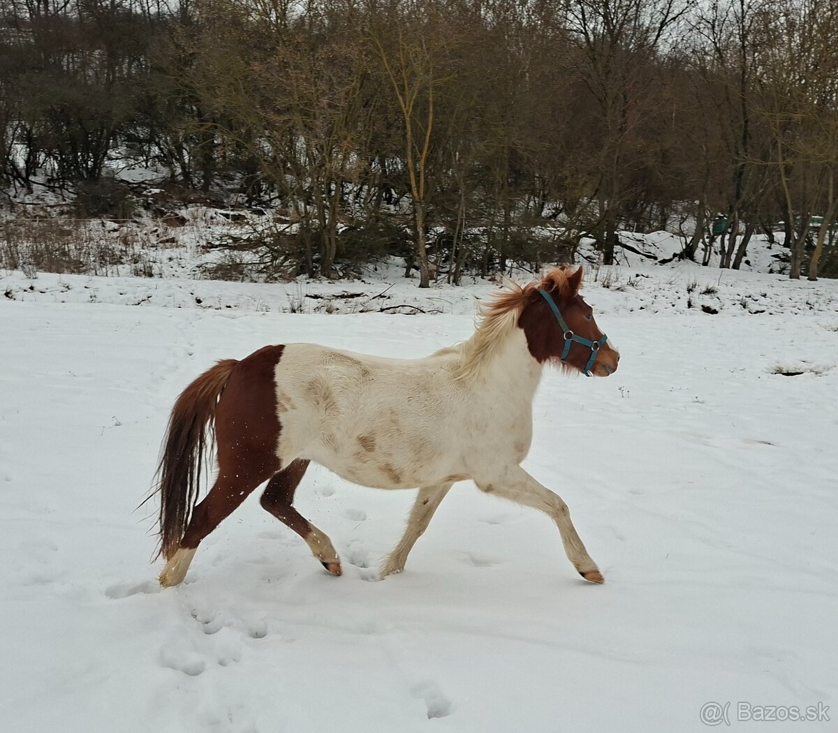 Pony kobylka - 3
