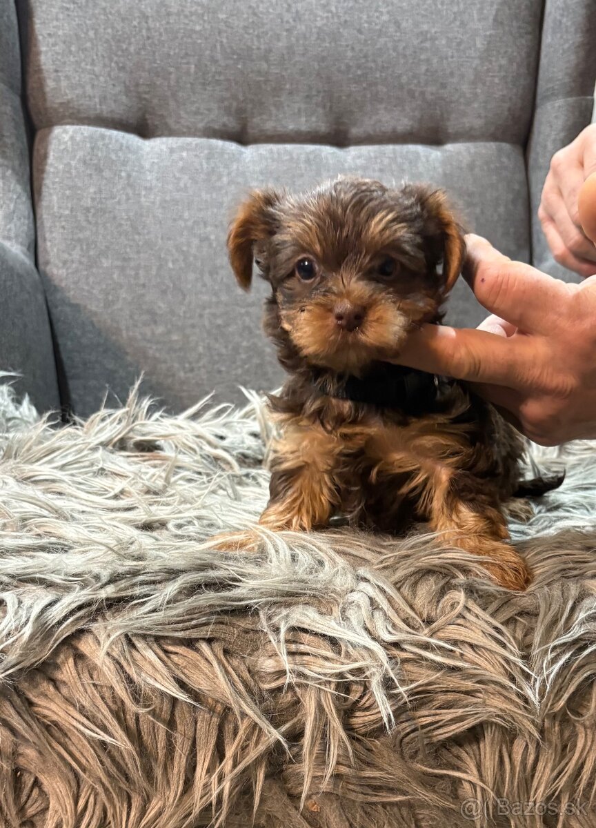 🐶 Yorkshire Terrier – hnedé šteniatka 🐶 - 3