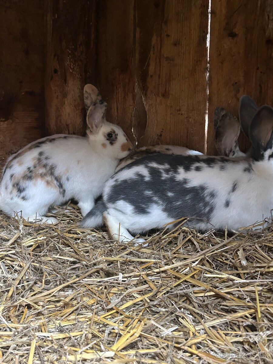 Predám králiky - 3