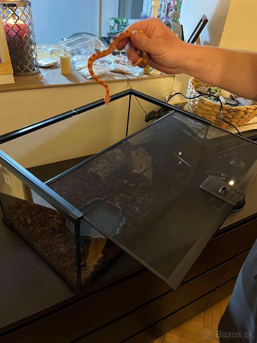 Predám úžovku červenú (samček) - 3